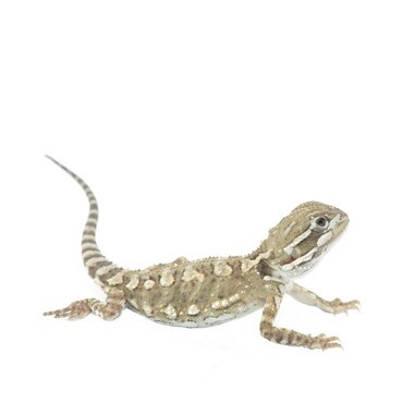 Rankins Dragon